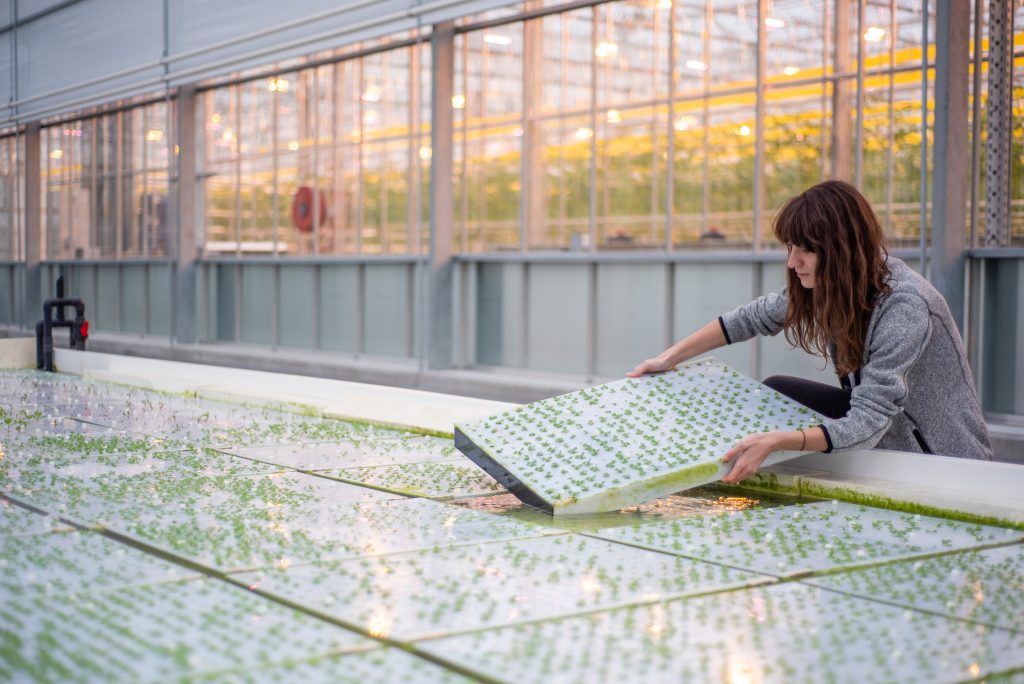Clear as glass: Innovative techniques in the greenhouse
